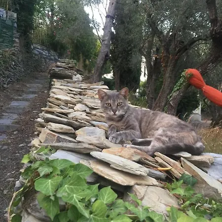 Amapola House Penzion *